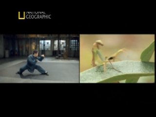 national geographic - science of hand-to-hand combat: 5 beast agility national geographic