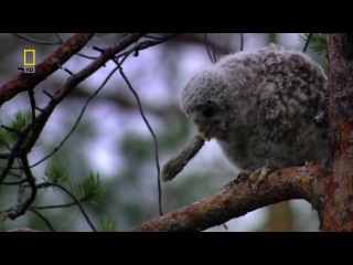 russian wildlife: primeval valleys - episode 6