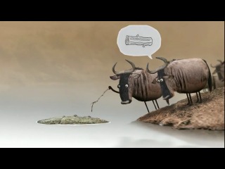 wildebeest by bird box studio