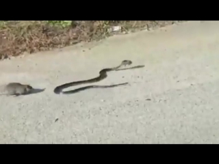 a rat saves a rat from a snake